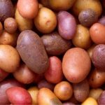 В інституті картоплярства НААН створено понад 100 сортів картоплі