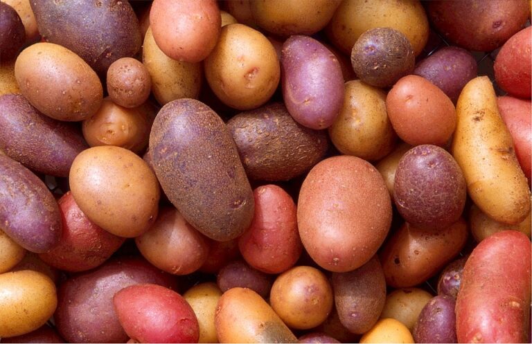 Представлено нові сорти картоплі, які чудово переносять засуху від Інституту картоплярства