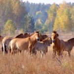 Коні Пржевальського в Чорнобилі